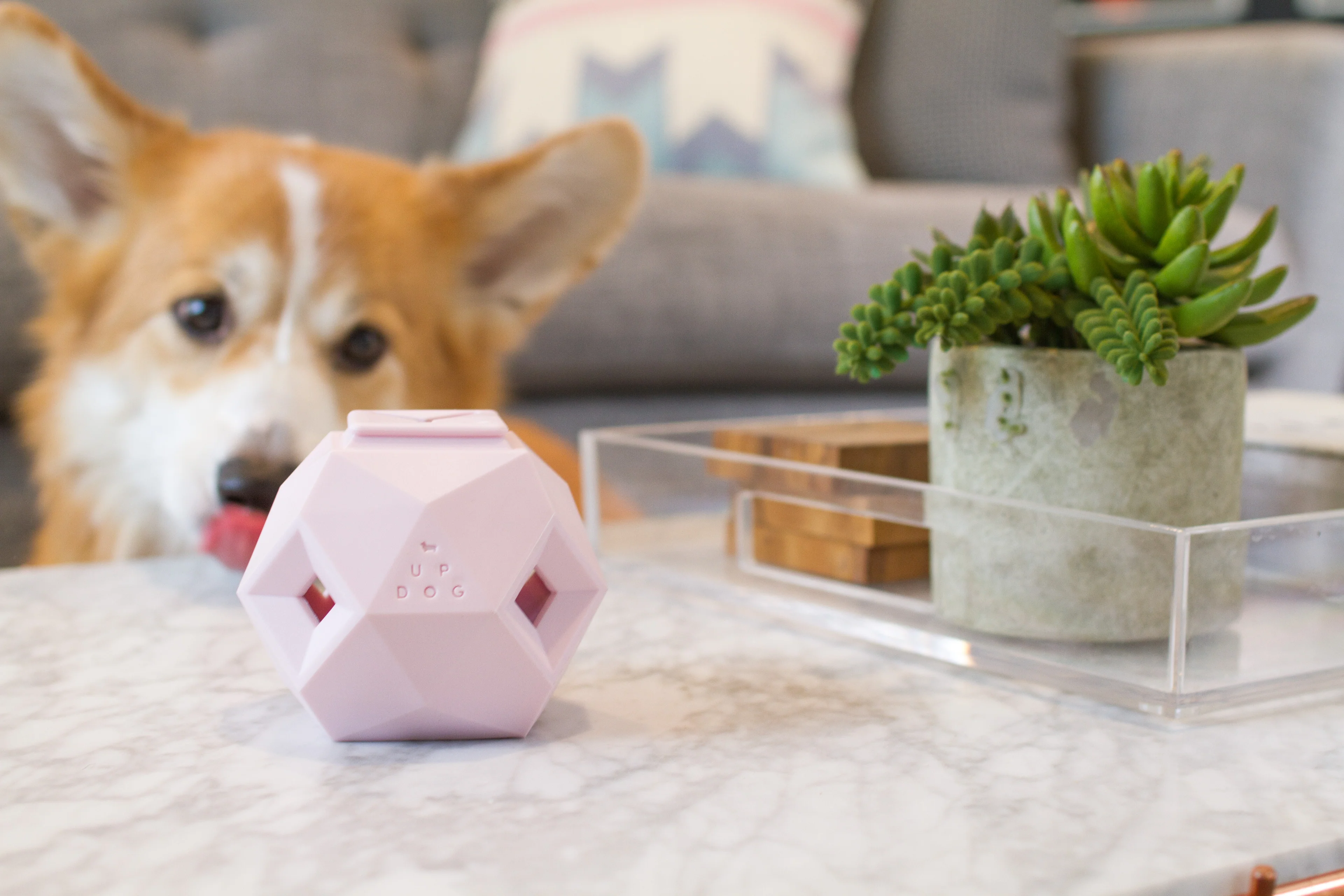 Elevate Your Dog's Daily Style